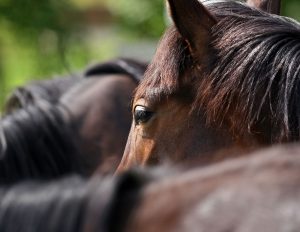 Koppelunfall: mehrere Pferde auf einer Koppel
