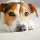 Tiere als Scheidungskinder: traurig guckender Jack Russel Terrier