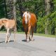 Pferdeunfall auf Autobahn: Zwei Pferde laufen auf der Straße