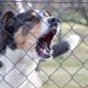 Hundebellen: Hund bellt hinter Maschendrahtzaun